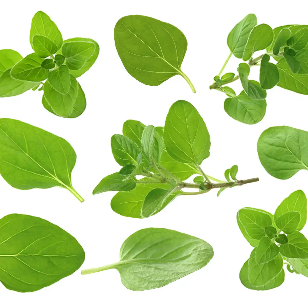 Oregano