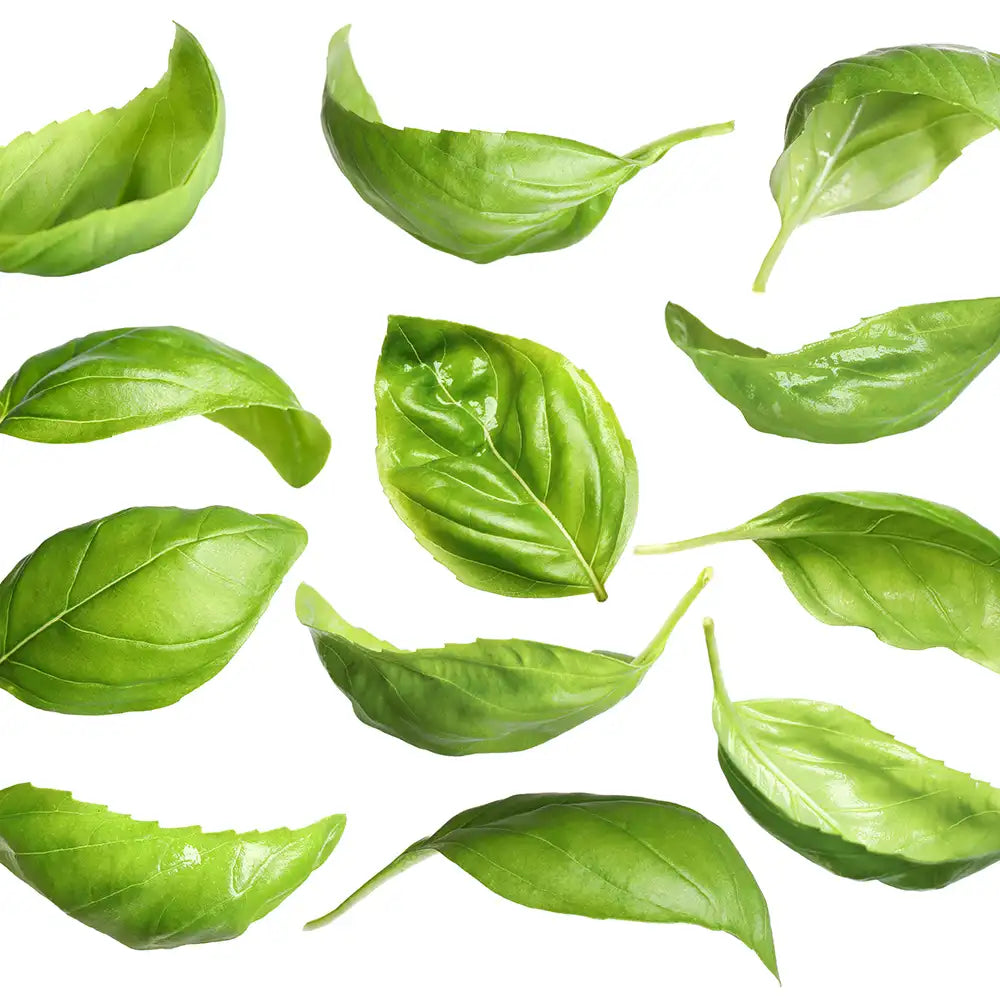 Basil