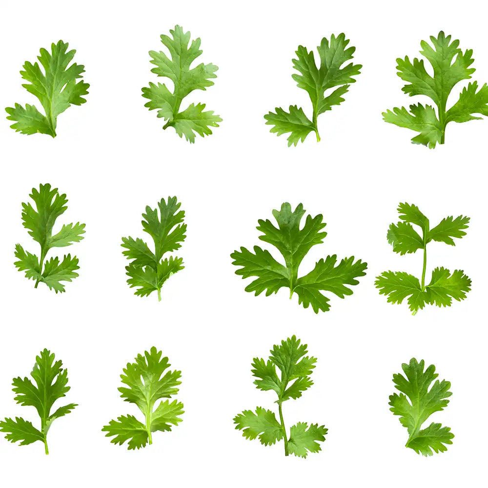 Coriander