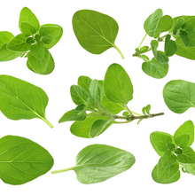 Oregano