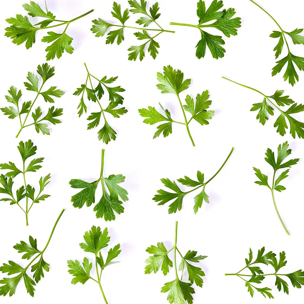 Parsley